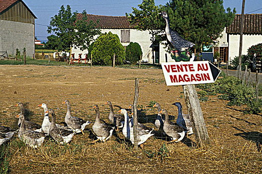 图卢兹,鹅,产生,饲养,西南,法国