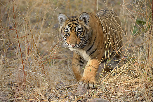 孟加拉虎,虎,幼兽,走,干草,拉贾斯坦邦,国家公园,印度,亚洲