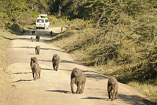 东非狒狒,狒狒,走,途中,纳库鲁湖国家公园,肯尼亚