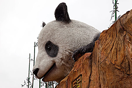 大熊猫,乡村,海洋公园,香港