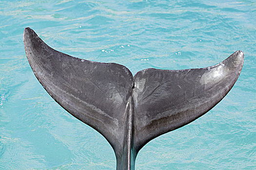 荷属列斯群岛,加勒比海,大西洋瓶鼻海豚,宽吻海豚,亲密,看,尾部