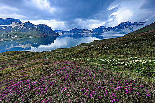 长白山高山杜鹃