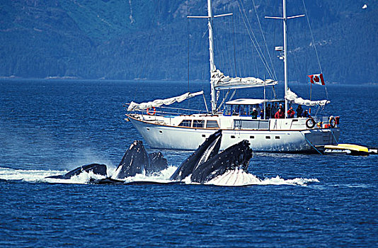 驼背鲸,大翅鲸属,鲸鱼,群,圆,抓住,磷虾,阿拉斯加