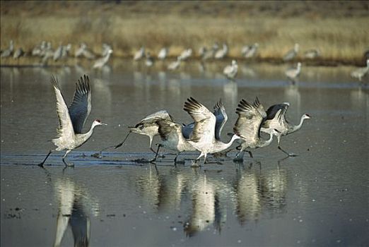 沙丘鹤,小,成群,飞起,博斯克德尔阿帕奇,新墨西哥