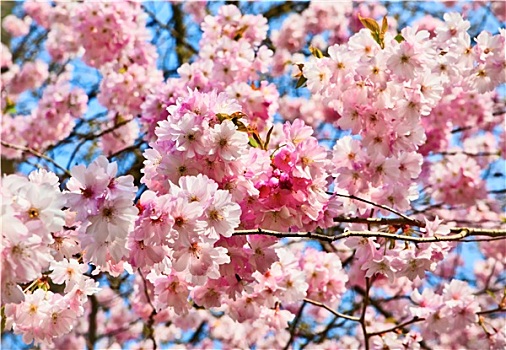 樱花,花,盛开,漂亮,粉色