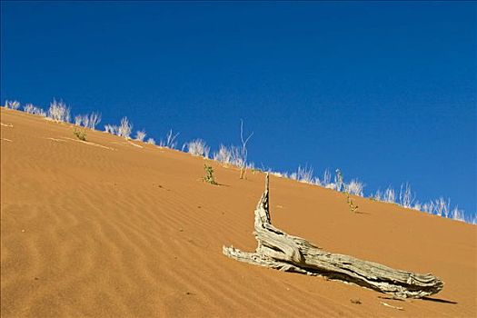 枯木,沙丘,死亡谷,纳米布沙漠,纳米比亚,非洲