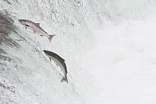 红大马哈鱼,红鲑鱼,一对,跳跃,向上,瀑布,溪流,卡特麦国家公园,阿拉斯加
