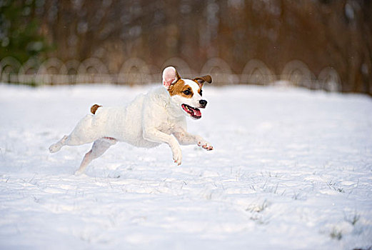 杰克罗素狗,狗,雪中
