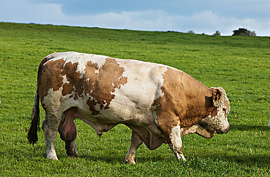 孤单,母牛,土地,诺森伯兰郡,英格兰