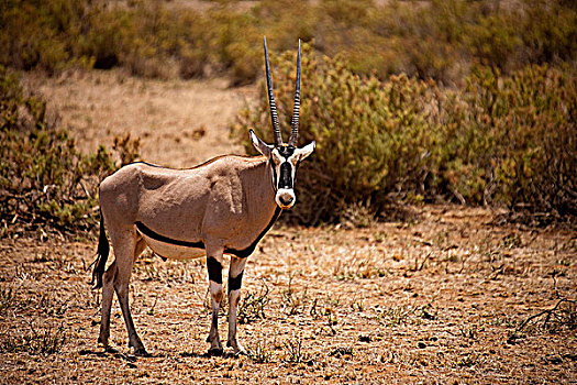 肯尼亚,萨布鲁国家公园,长角羚羊,北方