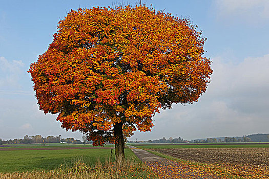 挪威槭,彩色,秋叶,巴伐利亚,德国,欧洲