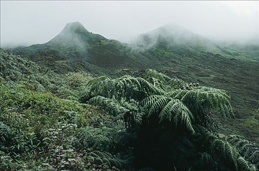 本土动植物,桫椤,火山,圣克鲁斯岛,加拉帕戈斯群岛,厄瓜多尔
