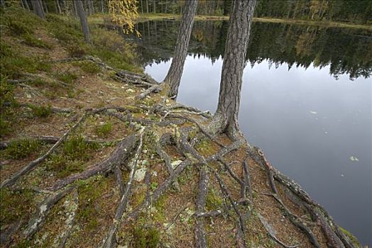 树,根,史马兰,瑞典