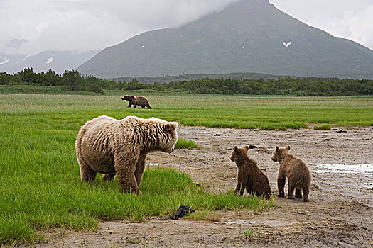 大灰熊,棕熊,女性,幼兽,小心,大,卡特麦国家公园,阿拉斯加