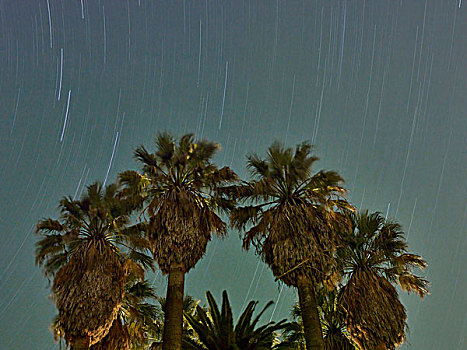 棕榈树,星空,加利福尼亚,美国