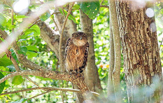 褐渔鸮,躲藏在密林间的猛禽