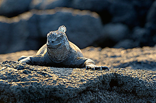 海鬣蜥,栖息,岩石上,费尔南迪纳岛,加拉帕戈斯群岛,厄瓜多尔,南美