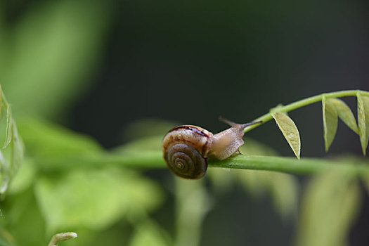 美丽的蜗牛