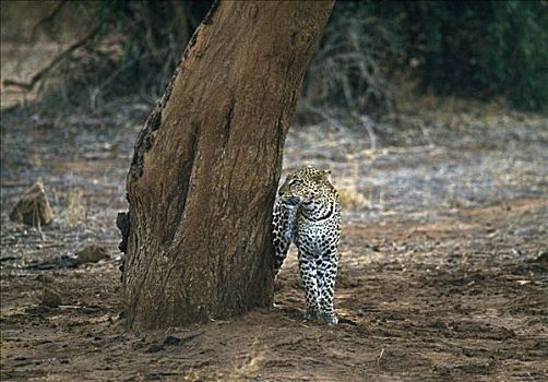印度豹,马赛马拉国家公园,肯尼亚