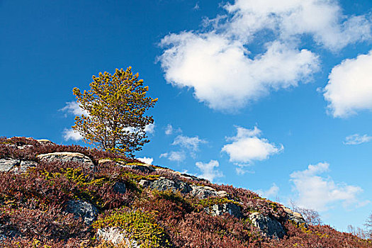 小,松树,落基山,挪威