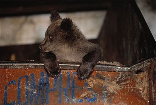 熊崽,垃圾箱,罗马尼亚