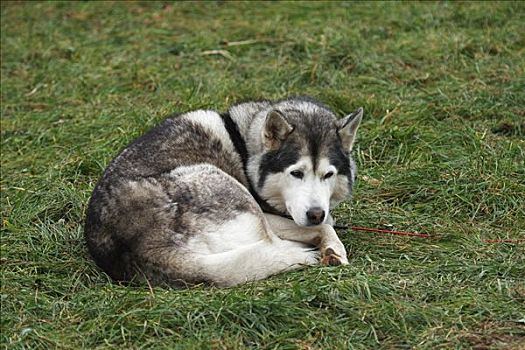 西伯利亚,哈士奇犬