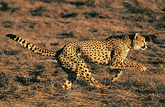 印度豹,猎豹,成年,猎捕,马赛马拉,公园,肯尼亚