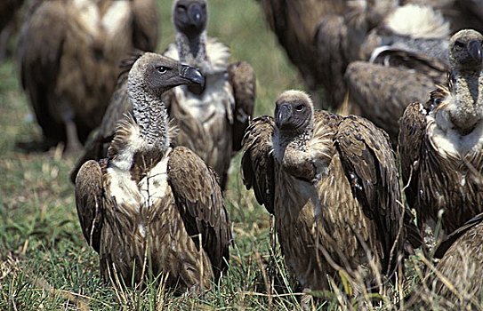 秃鹰,群,站立,靠近,畜体,马赛马拉,公园,肯尼亚
