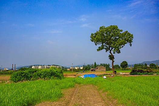 河道,草地,树木,护岸,花