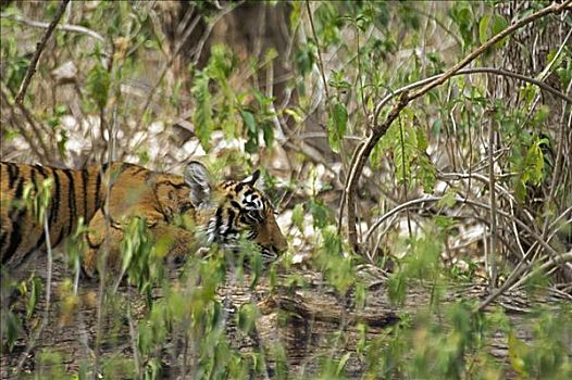 虎,幼兽,休息,树林,伦滕波尔国家公园,拉贾斯坦邦,印度