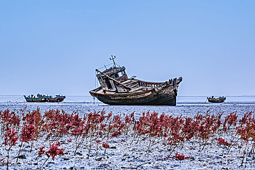 辽宁省盖州市渤海湾红海滩自然景观