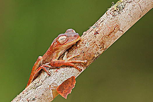 青蛙,国家公园,东南部,厄瓜多尔