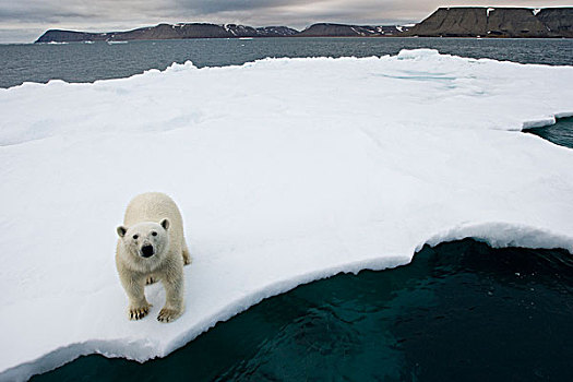 北极熊,走,冰山,靠近,半月,岛屿,晚上,斯瓦尔巴特群岛,挪威,夏天