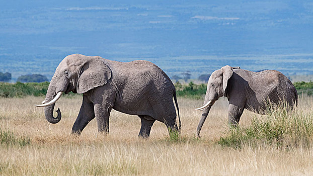 非洲象,安伯塞利国家公园,肯尼亚,东非,非洲