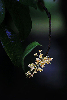 雨中桂花