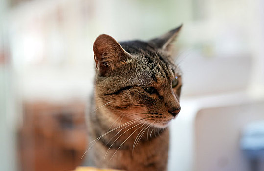 羊城广州秋日阳光下小花猫可爱的萌萌表情