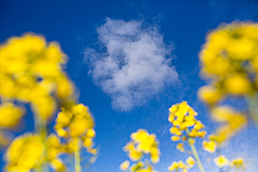 仰视,亮黄色,油菜,种子,花,小,云,蓝天
