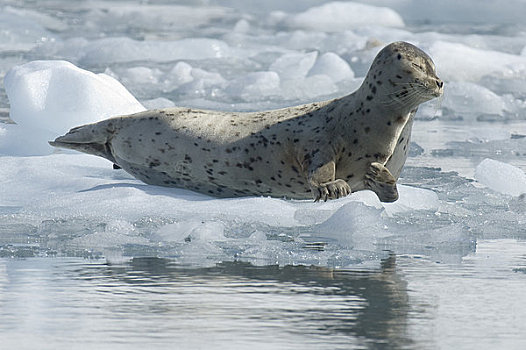 斑海豹,室外,海冰,晴天,峡湾,威廉王子湾,阿拉斯加