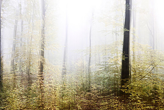 雾状,树林,秋天,抽象,学习,摄影,彩色,对比,数码,纹理