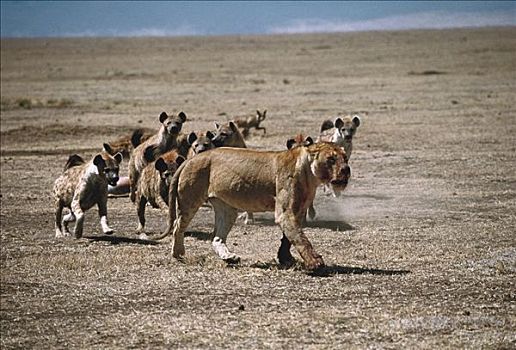 斑鬣狗,群,追逐,非洲狮,狮子,雌性,杀,塞伦盖蒂,坦桑尼亚