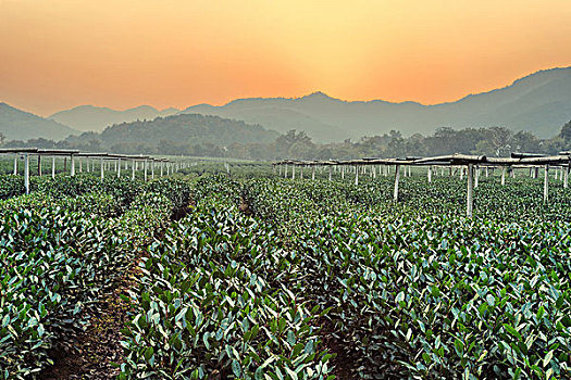 茶树,花园,乡村地区