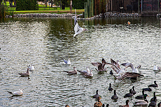 在湖边散步的野鸭和空中飞翔的海鸥
