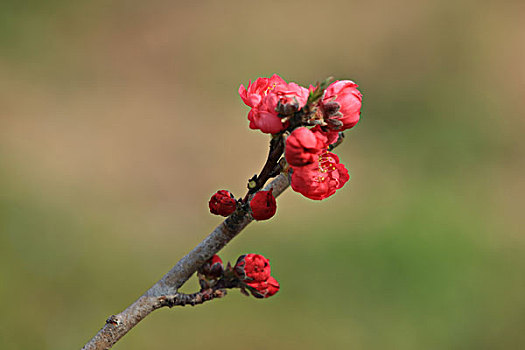 桃花,自然