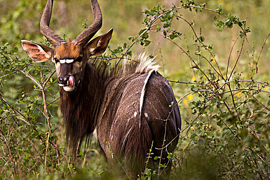 林羚,放牧,树林,林波波河,省,南非