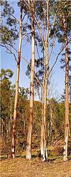 澳大利亚,全景,风景,高,橡胶树
