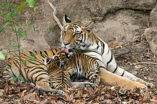 孟加拉虎,虎,母亲,星期,老,幼兽,班德哈维夫国家公园,印度