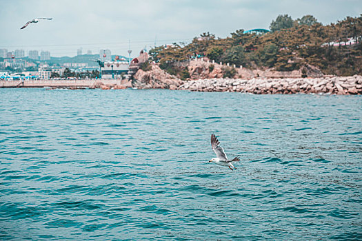 海鸥