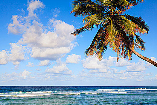 椰树,海滩,塞舌尔