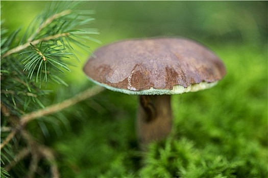 褐蘑菇,树林