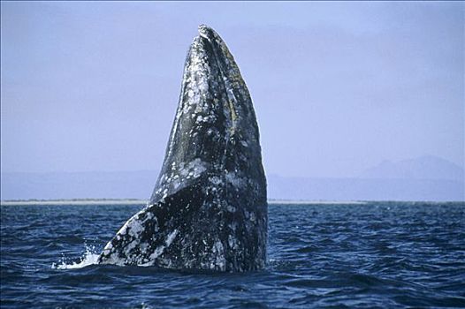 灰鲸,鲸跃,太平洋
